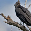Black Vulture